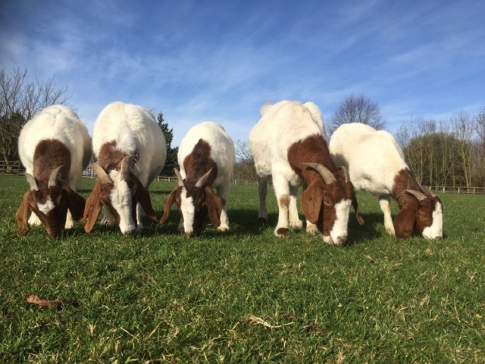 Goats herd