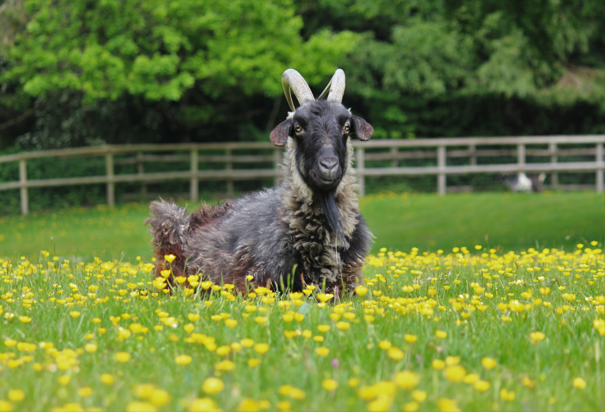 Goat Ranger Experience - Buttercups Sanctuary for Goats